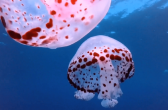 Google Expands Veo AI Video Generator To Cloud Pro...