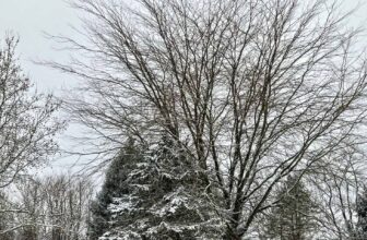 The Little Issues Publication #451 – Life, l...