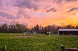 The Little Issues Publication #467 – Life, l...