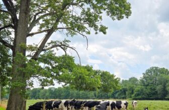 The Little Issues E-newsletter #482 – Life, ...