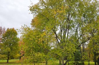 The Little Issues E-newsletter #493 – Life, ...