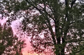 The Little Issues Publication #494 – Life, l...